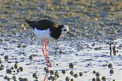 Black Stilt